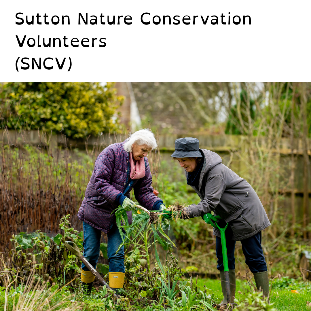 V032 - Sutton Nature Conservation Volunteer - Sutton Nature Conservation Volunteers (SNCV)