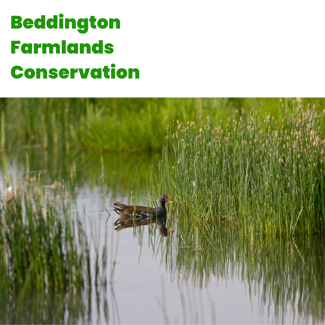 V135 - Practical Conservation - Beddington Farmlands Conservation