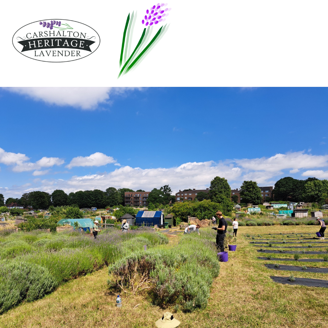 V150 - Lavender Field Work Volunteer - Carshalton Lavender