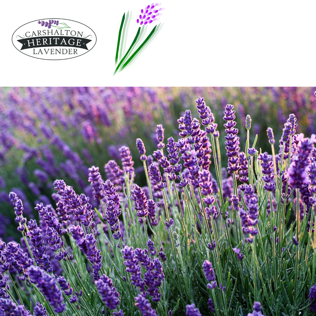 V150 - Lavender Field Work Volunteer - Carshalton Lavender