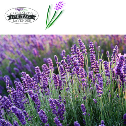 V150 - Lavender Field Work Volunteer - Carshalton Lavender