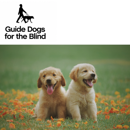 V161 - Puppy Fosterer - Guide Dogs For The Blind Association