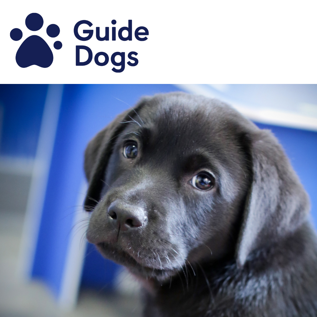 V162 - Puppy Raiser - Guide Dogs For The Blind Association