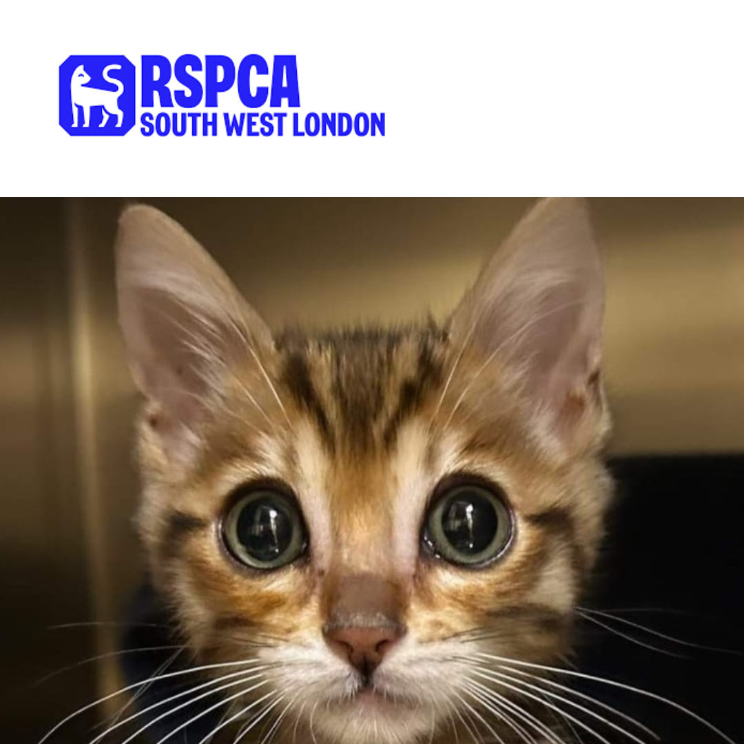 V291 - Branch Trustee - RSPCA South West London Branch