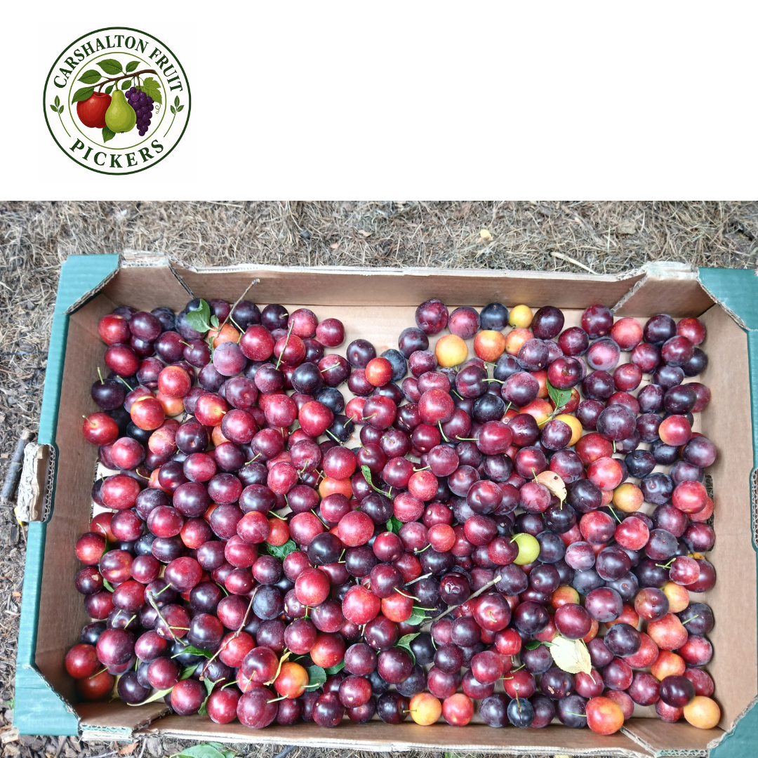 V353 - Volunteer Fruit Picker - Carshalton Fruit Pickers