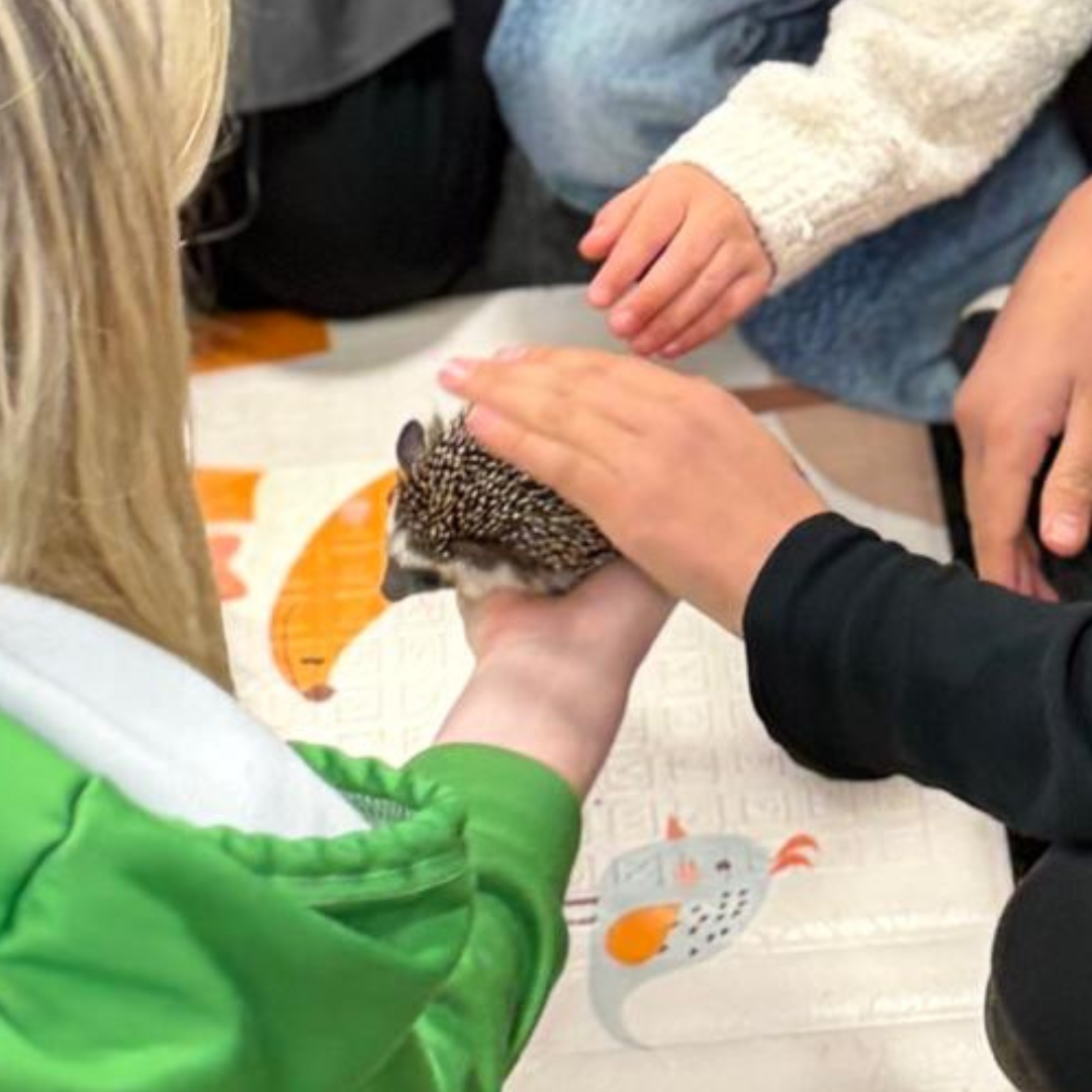 Hands holding a Hedgehog