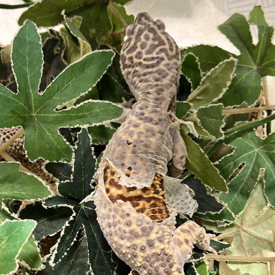 Lizzard shedding it's skin