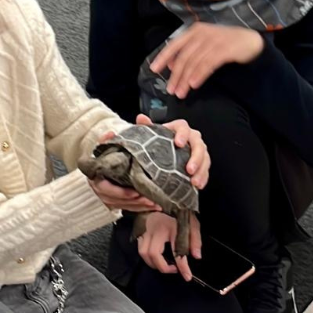 Close up of hands holding a Tortoise