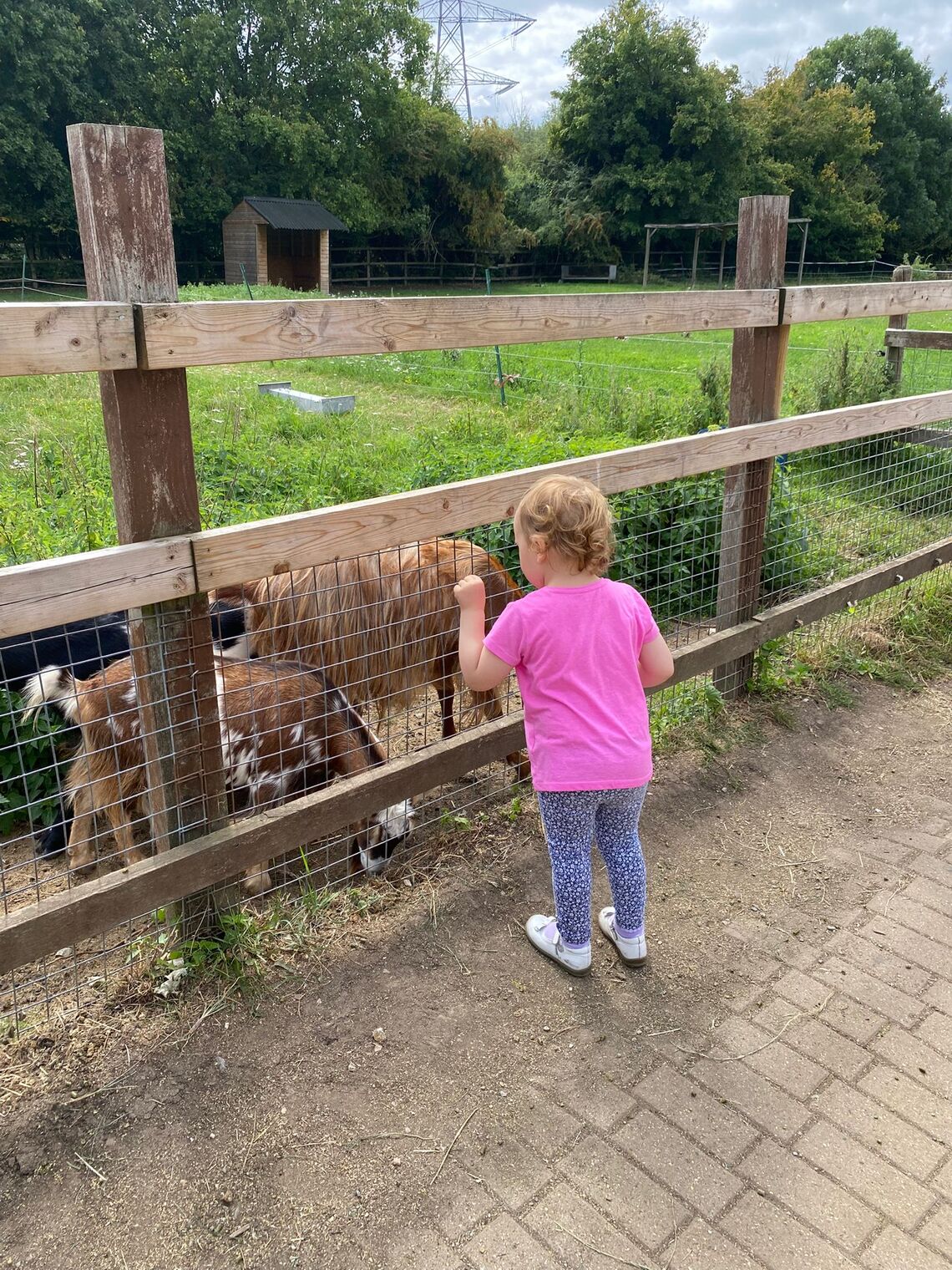 Ukraine Project Deen City Farm